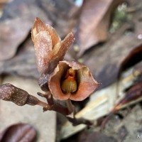 Gastrodia munasinghae Atthanagoda, C.Bandara & Kumar